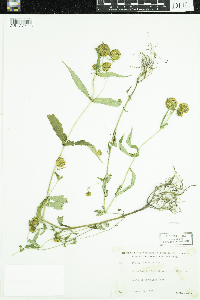 Bidens cernua image