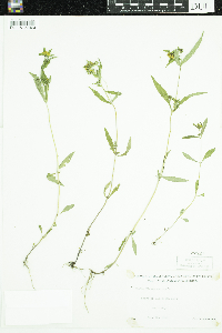 Bidens cernua image