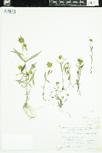 Bidens cernua image