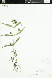 Bidens cernua image