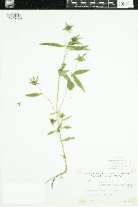 Bidens cernua image