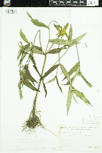 Bidens cernua image