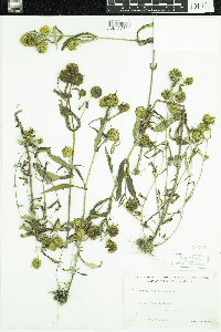 Bidens cernua image