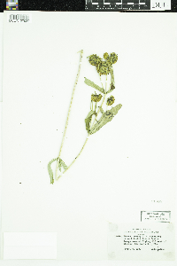 Media resource of Bidens cernua