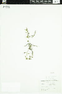 Bidens cernua image