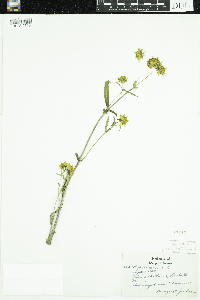 Bidens cernua image