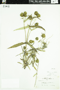 Bidens cernua image