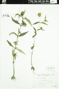 Bidens cernua image