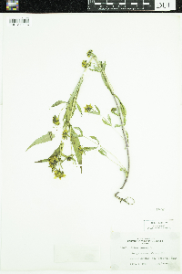 Bidens cernua image