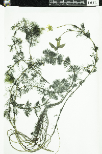 Bidens beckii image