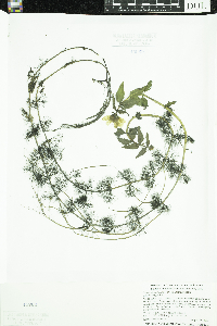 thumbnail image of current specimen