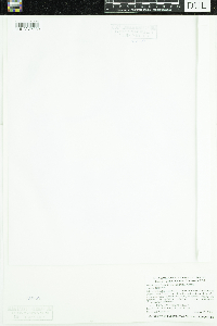 thumbnail image of current specimen