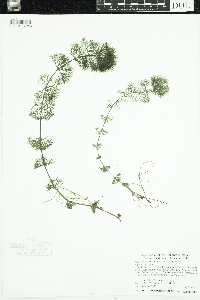 Bidens beckii image