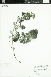 Bidens beckii image