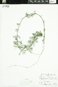 Bidens beckii image