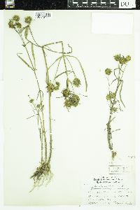 Bidens cernua image