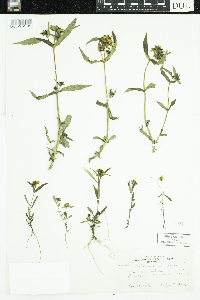 Bidens cernua image