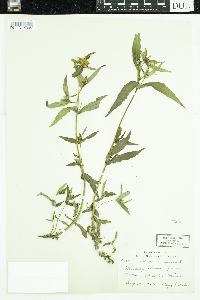 Bidens cernua image