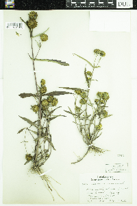 Bidens cernua image