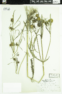 Bidens cernua image