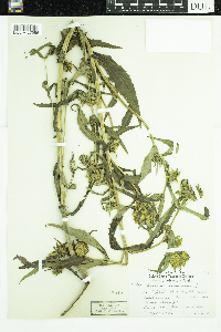 Bidens cernua image