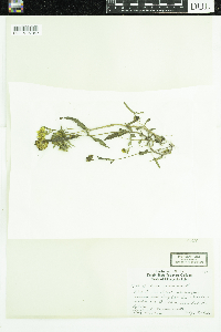 Bidens cernua image