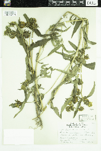 Bidens cernua image