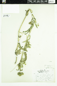 Bidens cernua image