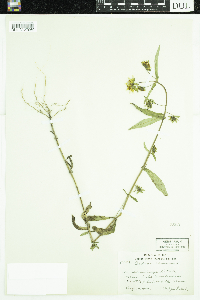 Bidens cernua image