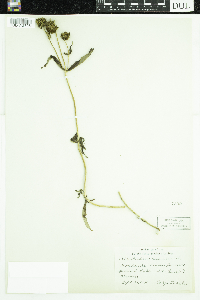 Bidens cernua image