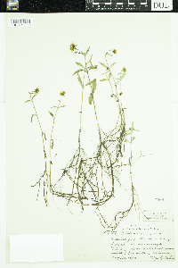 Bidens cernua image