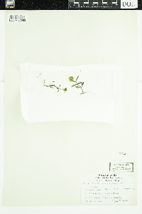 Bidens cernua image