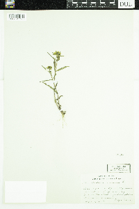 Bidens cernua image