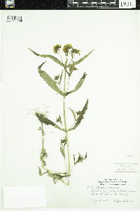 Bidens cernua image