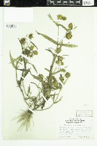 Bidens cernua image