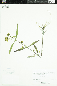 Bidens cernua image