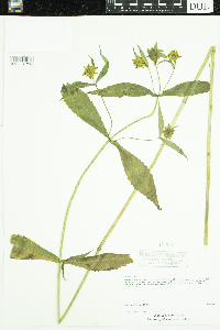 Bidens cernua image
