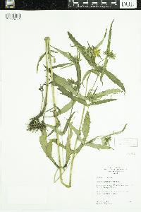 Bidens cernua image