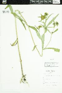 Bidens cernua image