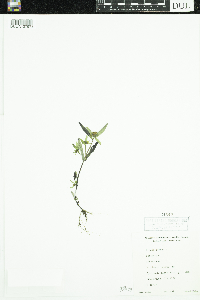 Bidens cernua image
