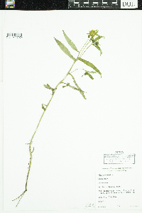 Bidens cernua image