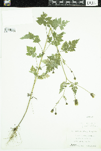 Media resource of Bidens bipinnata