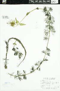 Bidens beckii image