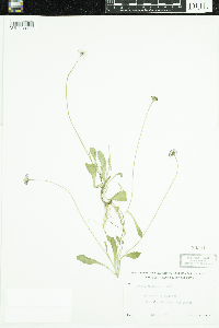 Bellis perennis image