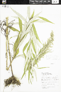 Artemisia serrata image