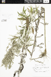 Artemisia serrata image