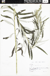 Artemisia serrata image