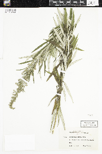 Artemisia serrata image