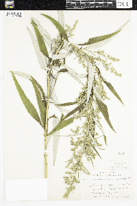 Artemisia serrata image