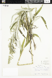 Artemisia serrata image